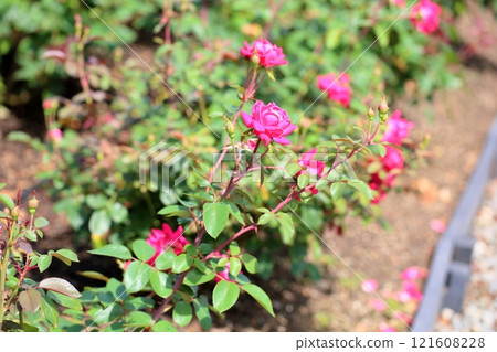 Rose flower double knockout 121608228