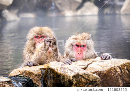 Japanese Snow Monkey japanese snow monkeys playing in hot springs in winter. Japanese Snow Monkey japanese snow monkeys playing in hot springs in winter. 121608233