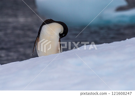 Adelie Penguin standing on an iceberg 121608247