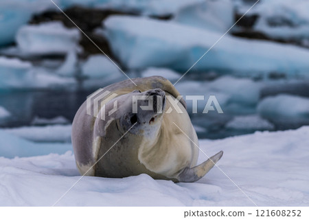 Crabeater Seal resting on a sheet of ice 121608252