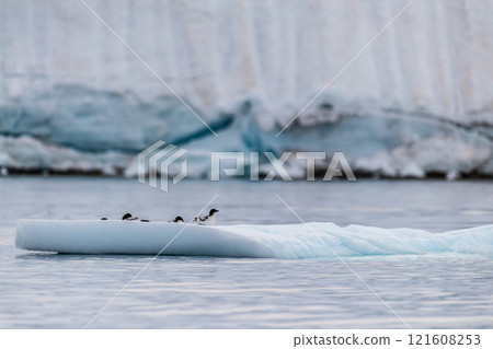 Cape Petrels resting on an iceberg 121608253