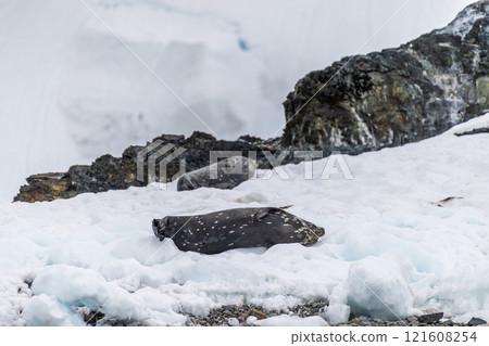 Weddell Seal resting on ice 121608254