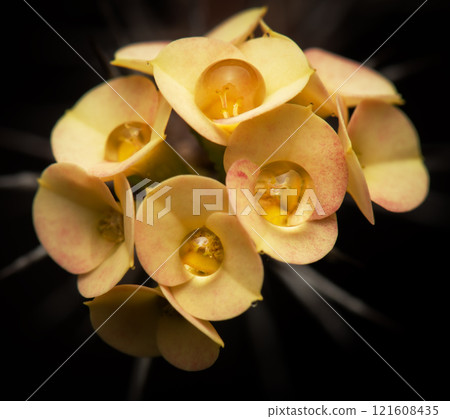 Aloe Brevifolia Flowers 121608435