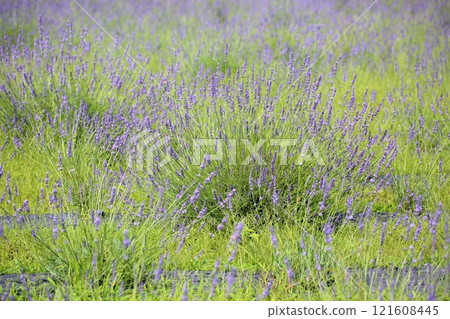 清新的薰衣草花 清新的薰衣草花 121608445