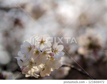 四月盛開的粉紅櫻花“染井吉野” 四月盛開的粉紅櫻花“染井吉野” 121608472