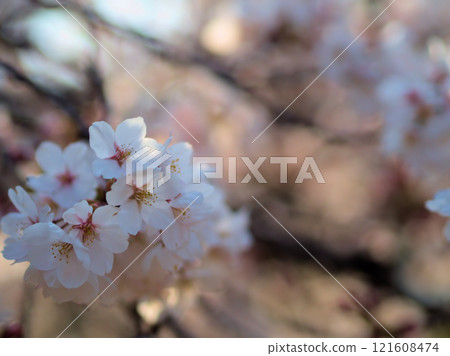 四月盛開的粉紅櫻花“染井吉野” 四月盛開的粉紅櫻花“染井吉野” 121608474