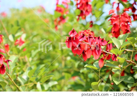 充滿活力的美國 Deigo 花 121608505