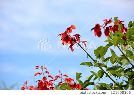 Vivid American deigo flowers 121608506