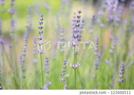 清新的薰衣草花 清新的薰衣草花 121608511