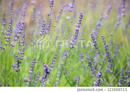 清新的薰衣草花 121608513