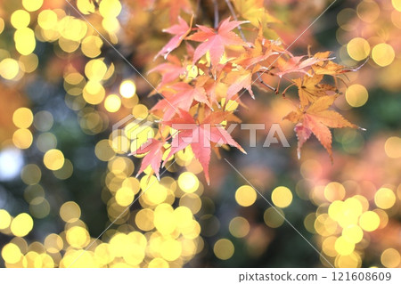 Autumn leaves Autumn leaves 121608609