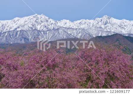 春天信州小川村的櫻花和北阿爾卑斯鹿島矢岳的殘雪 121609177