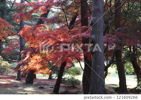 Autumn leaves scenery_Kosetsuen_Hakodate 121609266