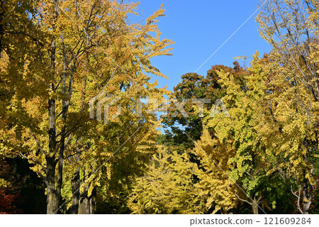 Autumn Osaka Castle Park 121609284