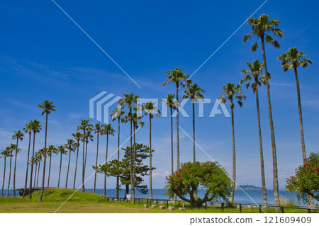 [Zushi City] A row of palm trees in Zushi Marina 121609409