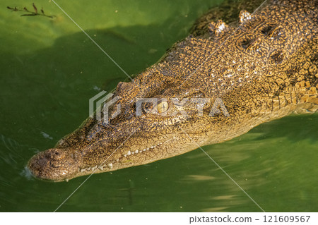 Saltwater Crocodile 121609567