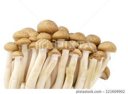 Japanese food golden needle mushroom vegetable on transparent 121609902