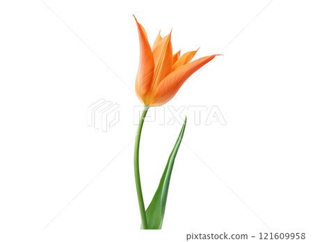 Single orange flora and green leave 121609958