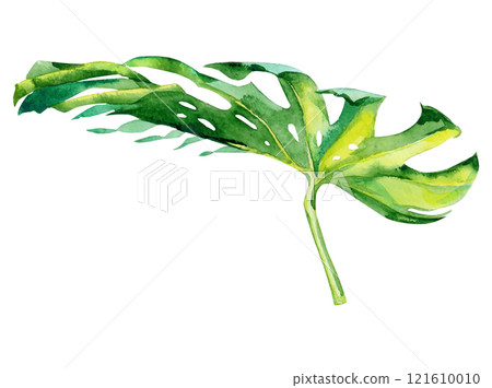 Isolated watercolor green monstera deliciosa plant leaf deocration 121610010