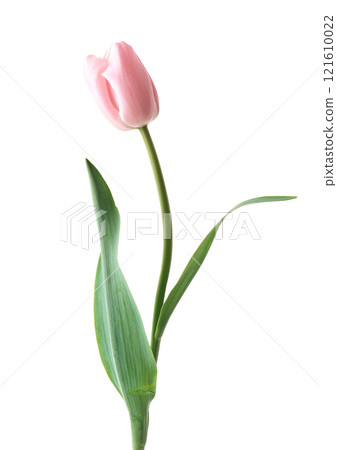 Single pink rose flower and green leave on transparent background 121610022