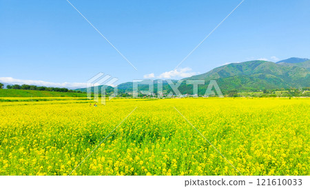 Iiyama City Tokiwa Rapeseed Flower Field 121610033