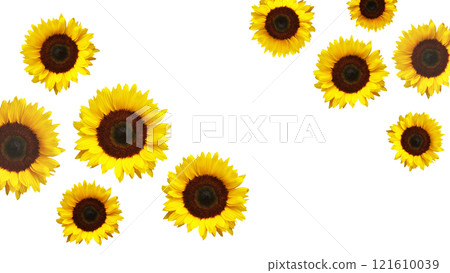 The yellow sunflowers on transparent background 121610039