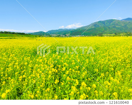Iiyama City Tokiwa Rapeseed Flower Field Iiyama City Tokiwa Rapeseed Flower Field 121610040