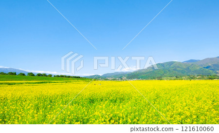 Iiyama City Tokiwa Rapeseed Flower Field 121610060