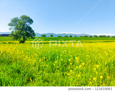 Iiyama City Tokiwa Rapeseed Flower Field 121610061