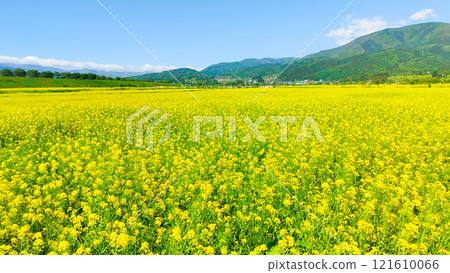 飯山市/常盤油菜田 121610066