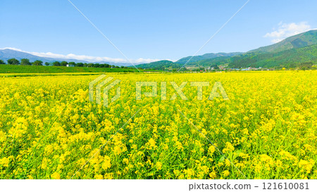 飯山市/常盤油菜田 飯山市/常盤油菜田 121610081