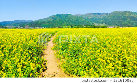 Iiyama City Tokiwa Rapeseed Flower Field Iiyama City Tokiwa Rapeseed Flower Field 121610083