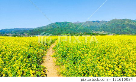 Iiyama City Tokiwa Rapeseed Flower Field Iiyama City Tokiwa Rapeseed Flower Field 121610084