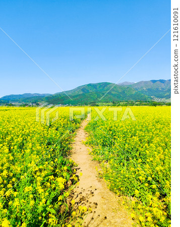 Iiyama City Tokiwa Rapeseed Flower Field Iiyama City Tokiwa Rapeseed Flower Field 121610091