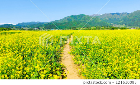 Iiyama City Tokiwa Rapeseed Flower Field Iiyama City Tokiwa Rapeseed Flower Field 121610093