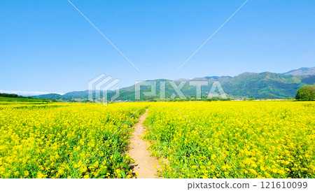 Iiyama City Tokiwa Rapeseed Flower Field Iiyama City Tokiwa Rapeseed Flower Field 121610099