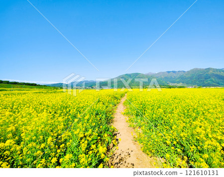 Iiyama City Tokiwa Rapeseed Flower Field 121610131
