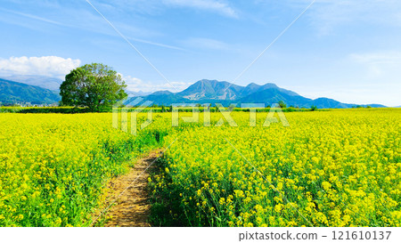 Iiyama City Tokiwa Rapeseed Flower Field Iiyama City Tokiwa Rapeseed Flower Field 121610137
