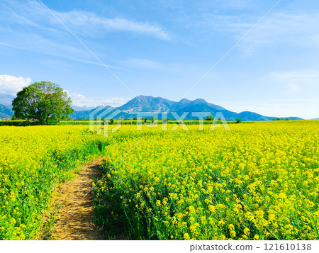 Iiyama City Tokiwa Rapeseed Flower Field Iiyama City Tokiwa Rapeseed Flower Field 121610138