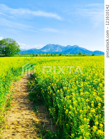 Iiyama City Tokiwa Rapeseed Flower Field Iiyama City Tokiwa Rapeseed Flower Field 121610142