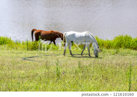 Horses grazing in a field near an irrigation dam Horses grazing in a field near an irrigation dam 121610160