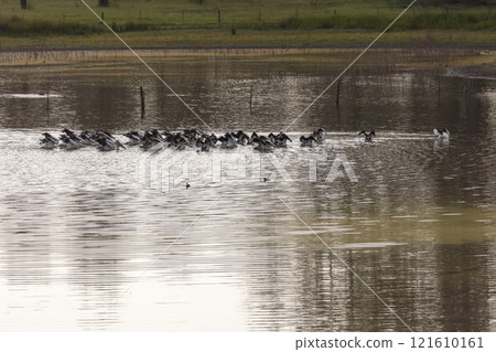 Pelicans feeding on a tranquil lake in a large meadow 121610161