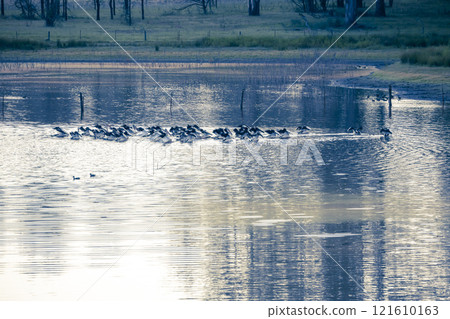 Pelicans feeding on a tranquil lake in a large meadow 121610163
