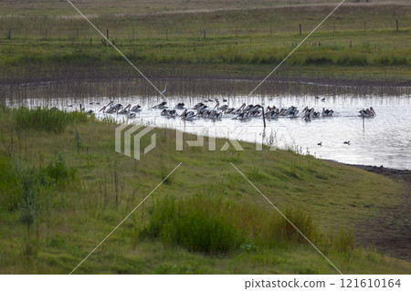 Pelicans feeding on a tranquil lake in a large meadow Pelicans feeding on a tranquil lake in a large meadow 121610164
