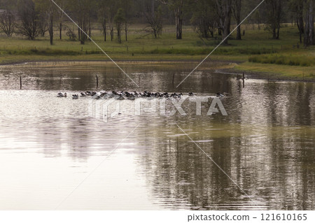 Pelicans feeding on a tranquil lake in a large meadow 121610165