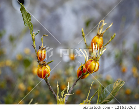 梔子果實 121610268