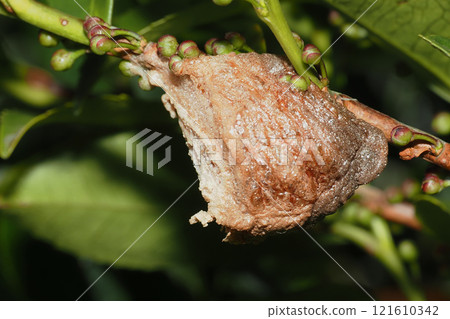 Wolf's egg 121610342