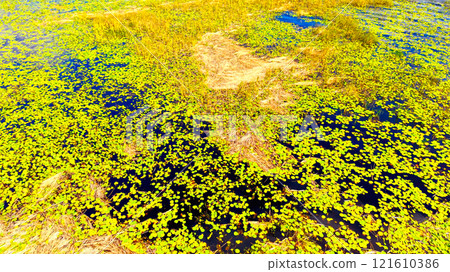 Florida grasslands and Everglades lush swamp ecosystem highlighting its beauty Florida grasslands and Everglades lush swamp ecosystem highlighting its beauty 121610386