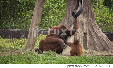 Endangered exotic Orangutan in their natural environment, looking playful and doing activity and surrounded by lush greenery. Showcasing familial bond and wildlife conservation in the orangutan's 121610874