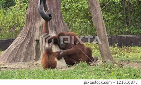 Endangered exotic Orangutan in their natural environment, looking playful and doing activity and surrounded by lush greenery. Showcasing familial bond and wildlife conservation in the orangutan's 121610875